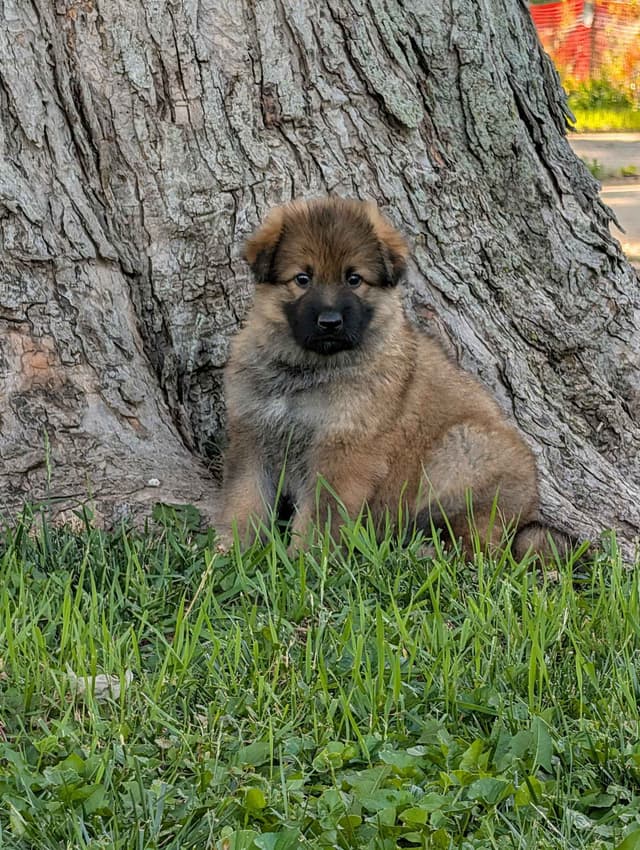 German Shepherd Dog Puppies media 2