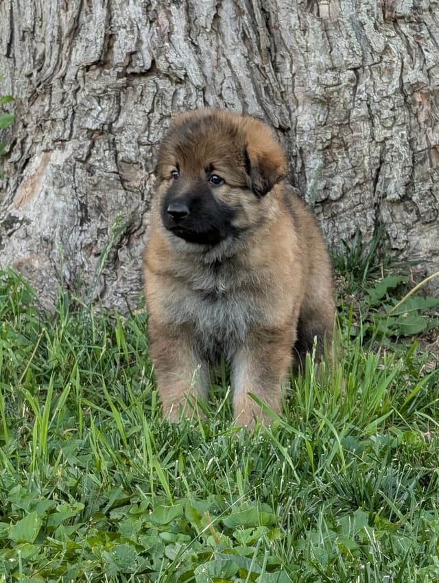 German Shepherd Dog Puppies media 3
