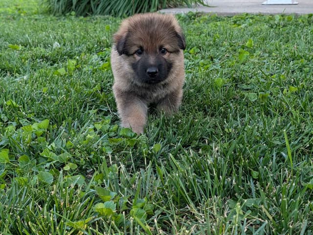 German Shepherd Dog Puppies media 4