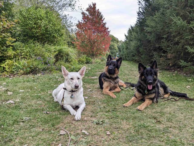 German Shepherd Dog Puppies media 5