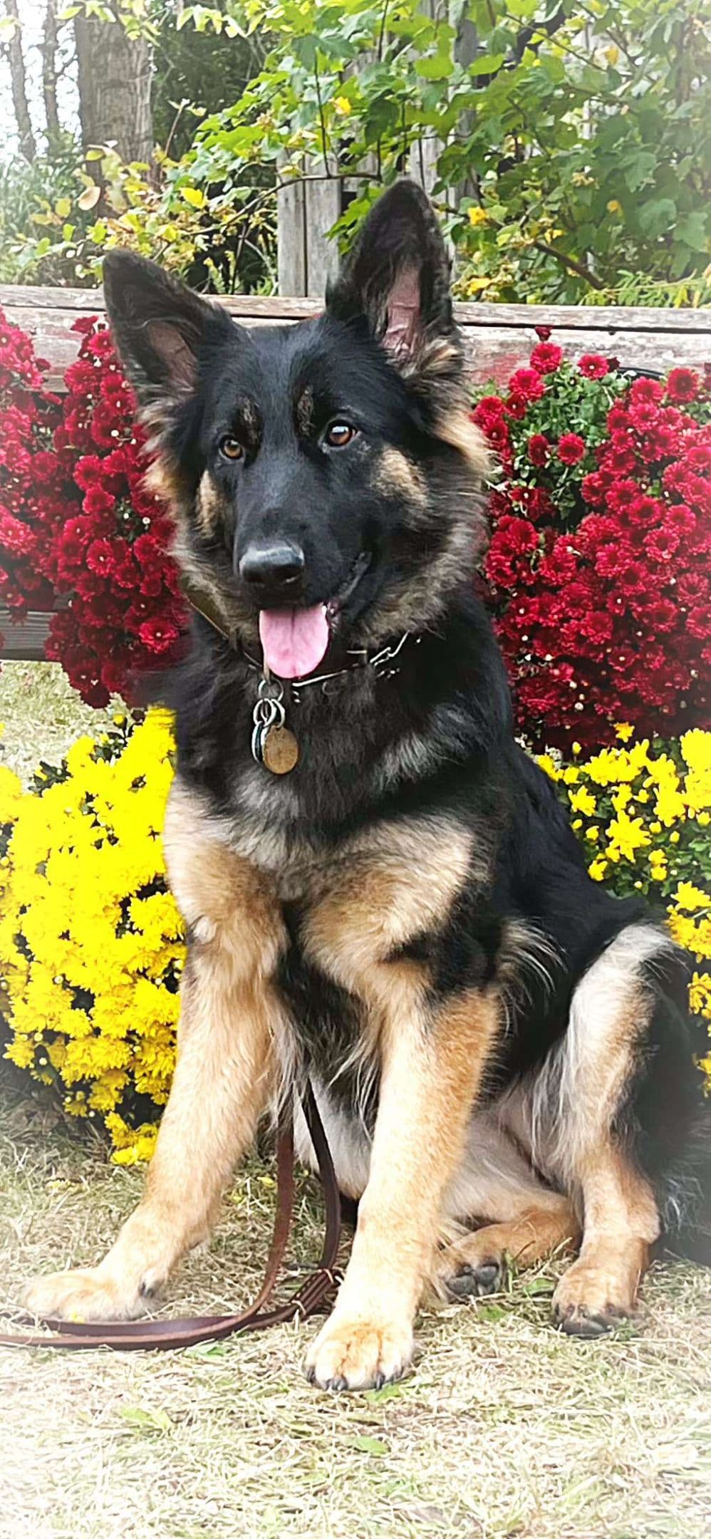 German Shepherd Dog Puppies breeder image 4