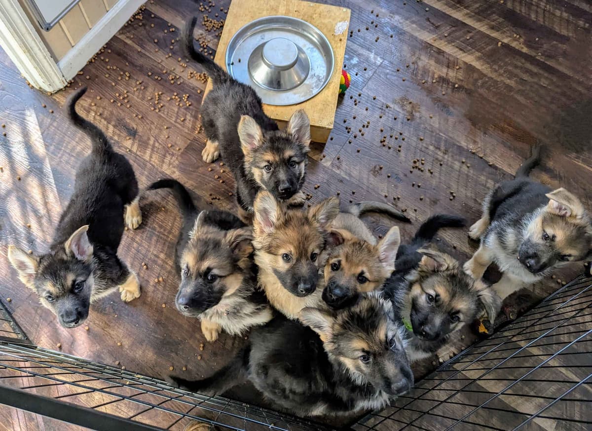 German Shepherd Dog Puppies breeder image 5