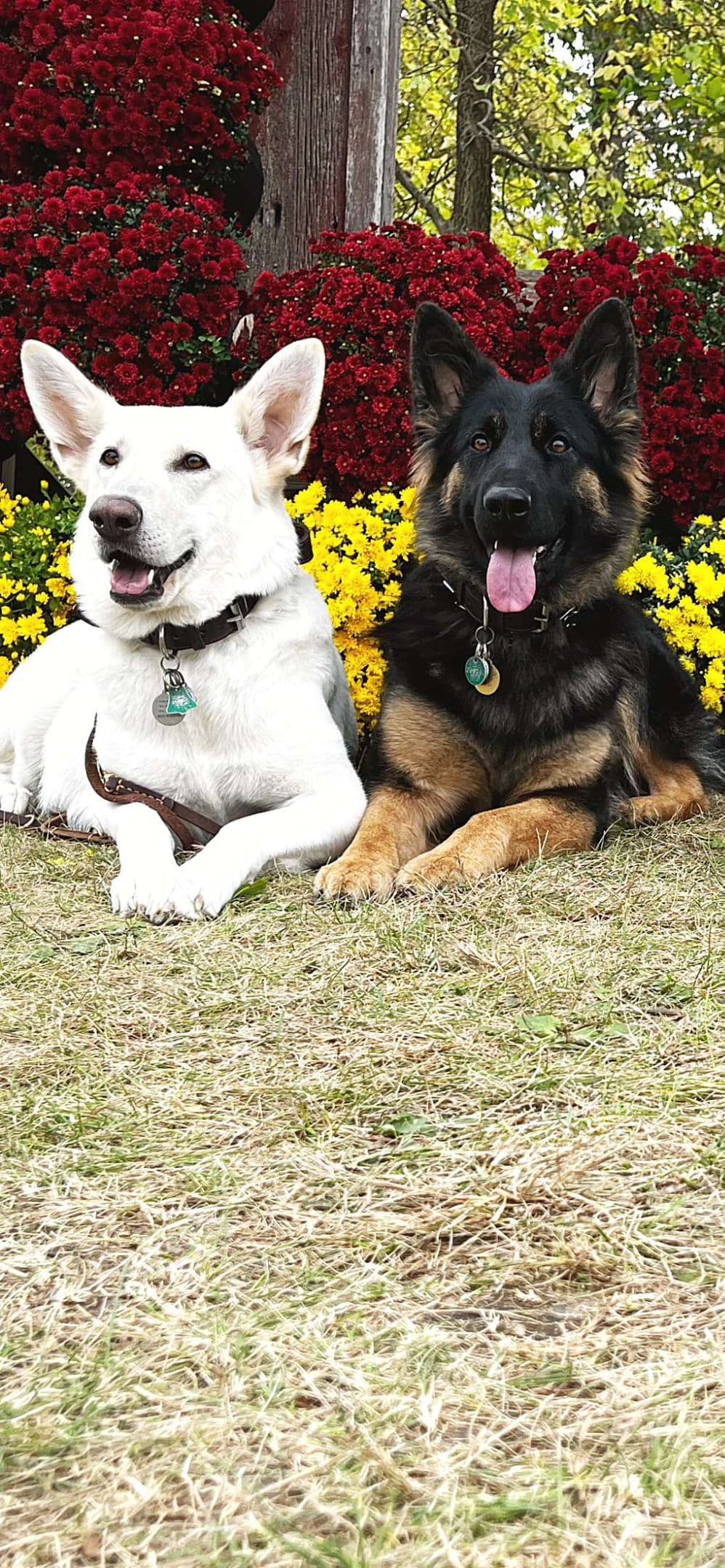 German Shepherd Dog Puppies breeder image 3