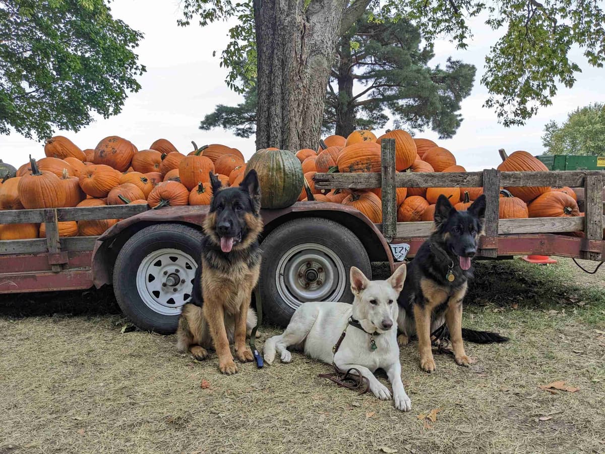 German Shepherd Dog Puppies breeder image 7