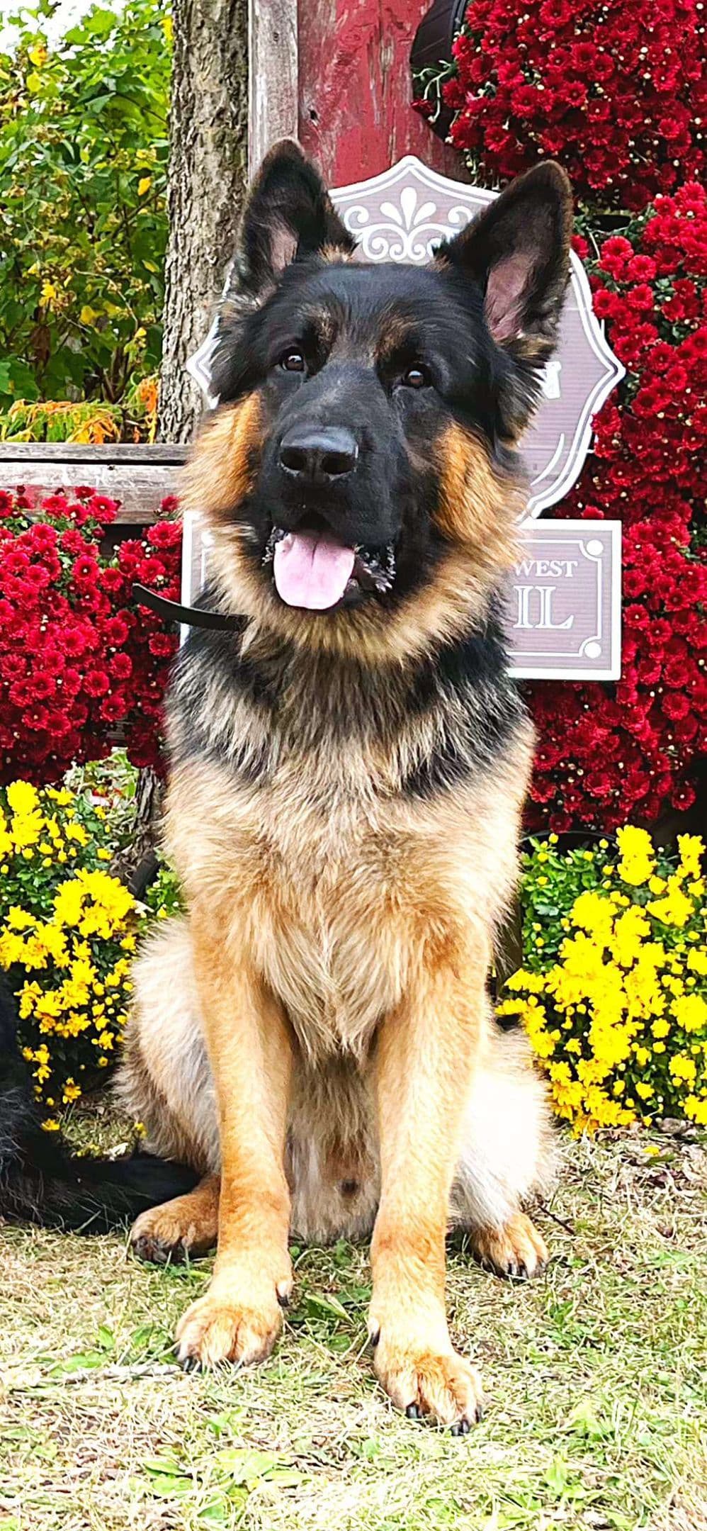 German Shepherd Dog Puppies breeder image 10