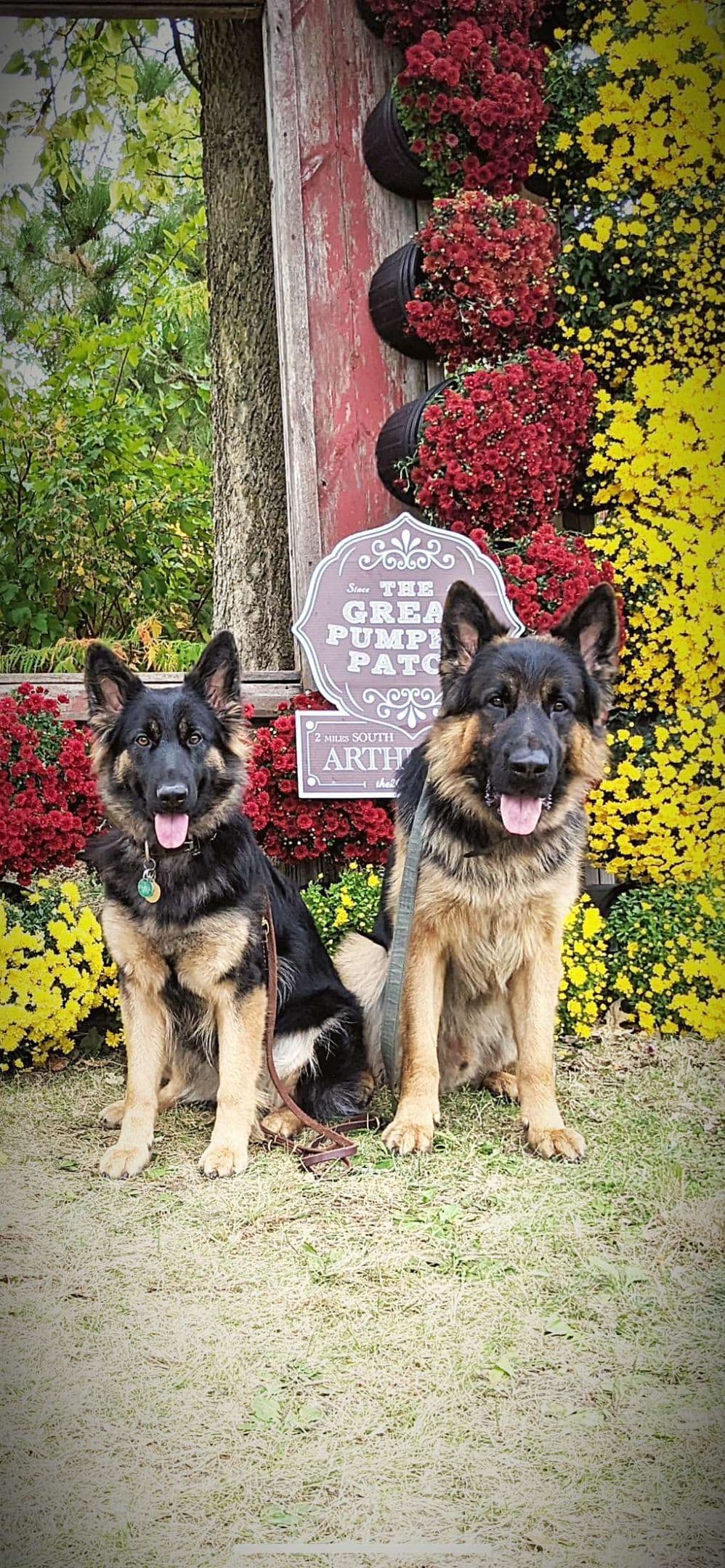 German Shepherd Dog Puppies breeder image 8