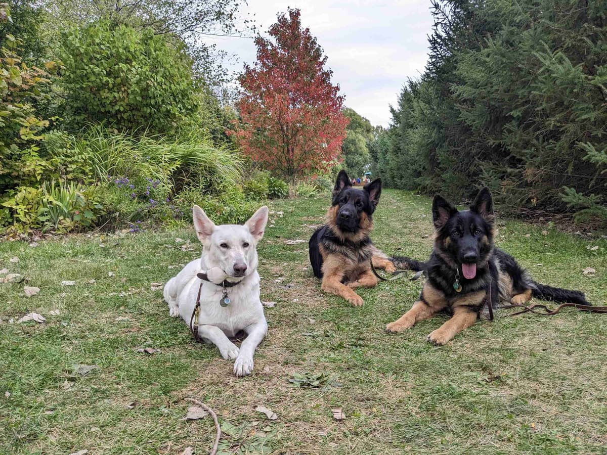 German Shepherd Dog Puppies breeder image 6