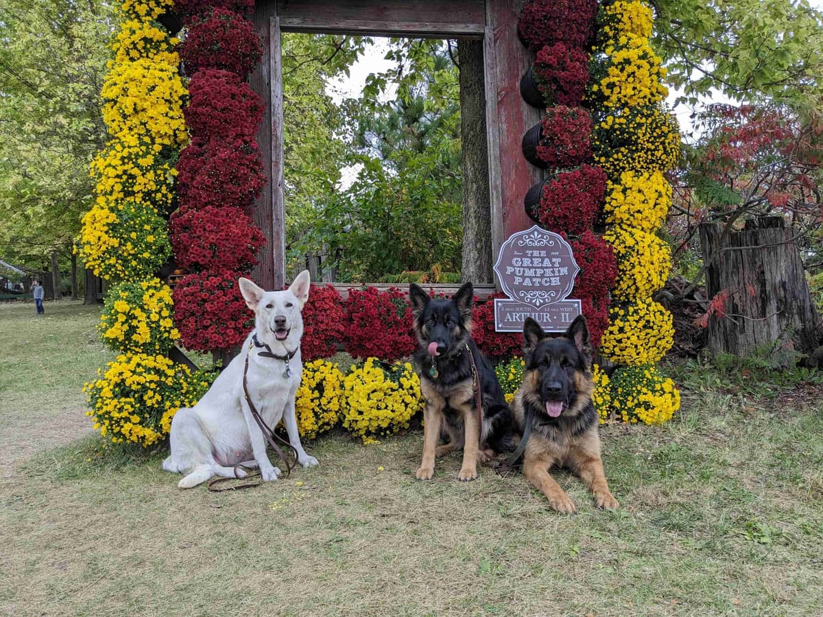 German Shepherd Dog Puppies breeder image 9