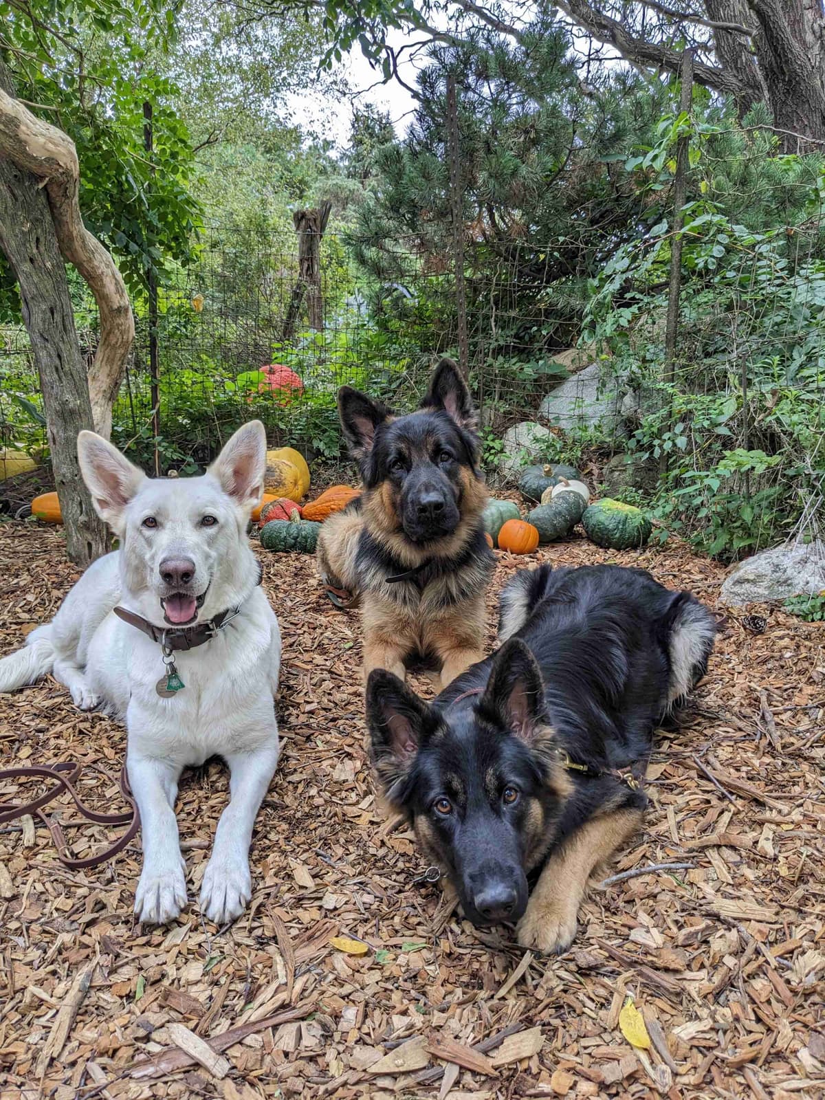 German Shepherd Dog Puppies breeder image 11