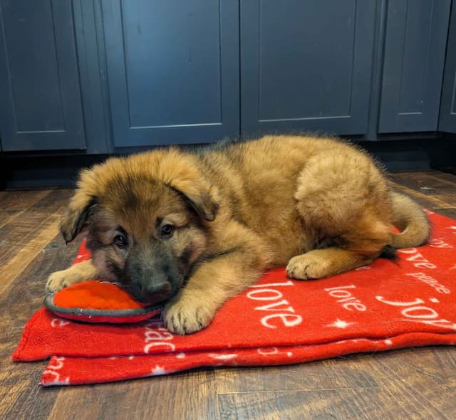 German Shepherd Dog Puppies media 7