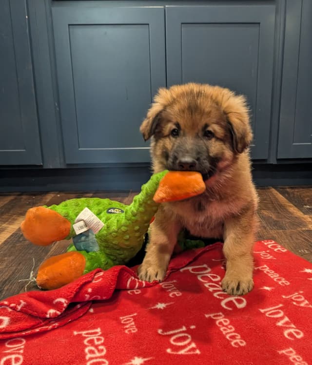 German Shepherd Dog Puppies media 8