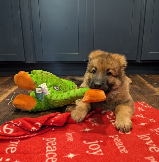 German Shepherd Dog Puppies media 9