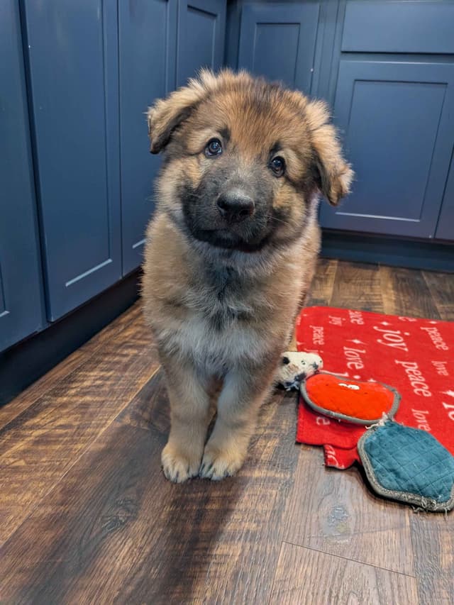 German Shepherd Dog Puppies media 10