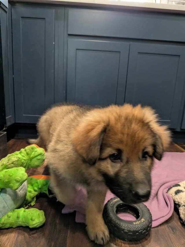 German Shepherd Dog Puppies media 11