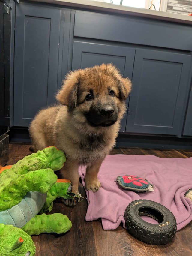 German Shepherd Dog Puppies media 12