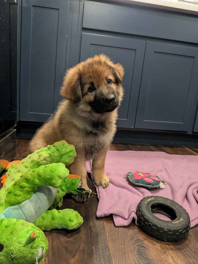 German Shepherd Dog Puppies media 14