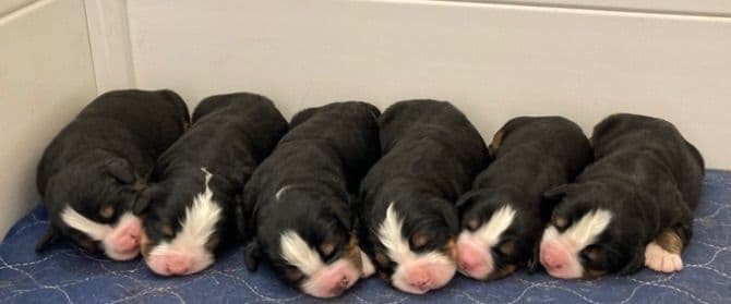 Bernese Mountain Dog Puppies breeder image 3