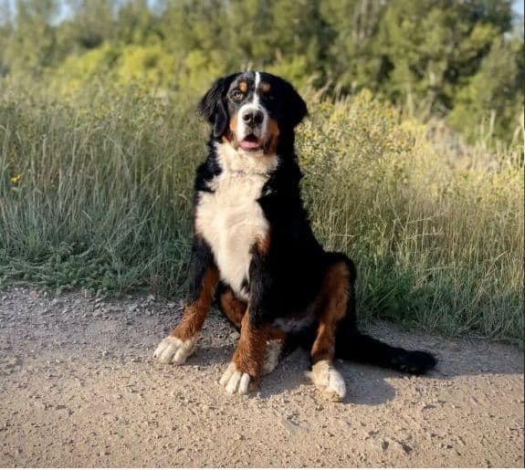 Bernese Mountain Dog Puppies breeder image 4