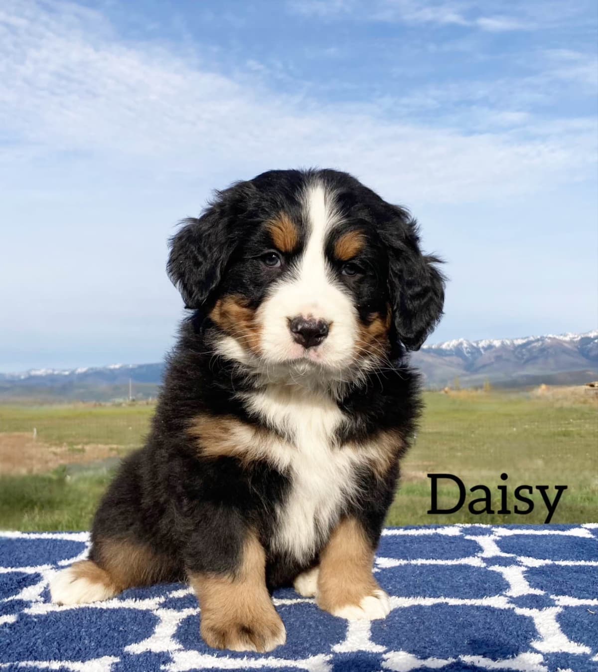 Bernese Mountain Dog Puppies breeder image 5