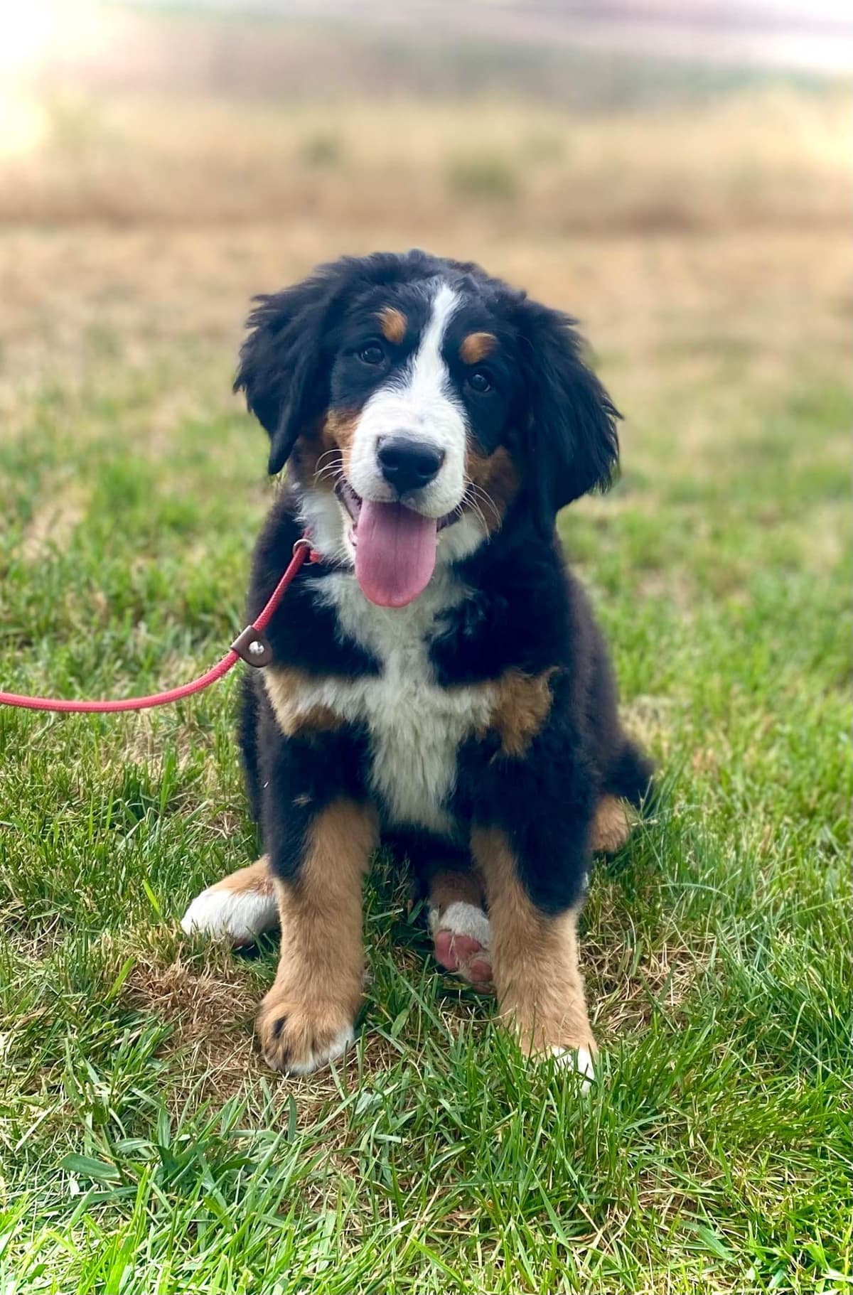 Bernese Mountain Dog Puppies breeder image 6