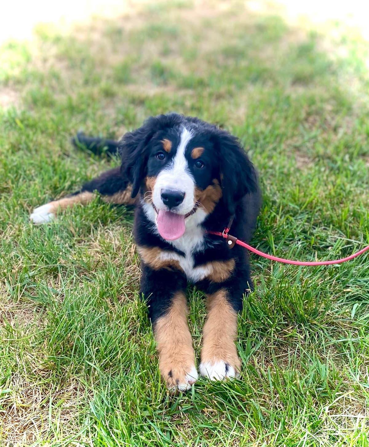 Bernese Mountain Dog Puppies breeder image 8