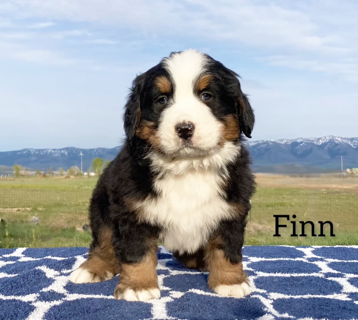 Bernese Mountain Dog Puppies breeder image 9