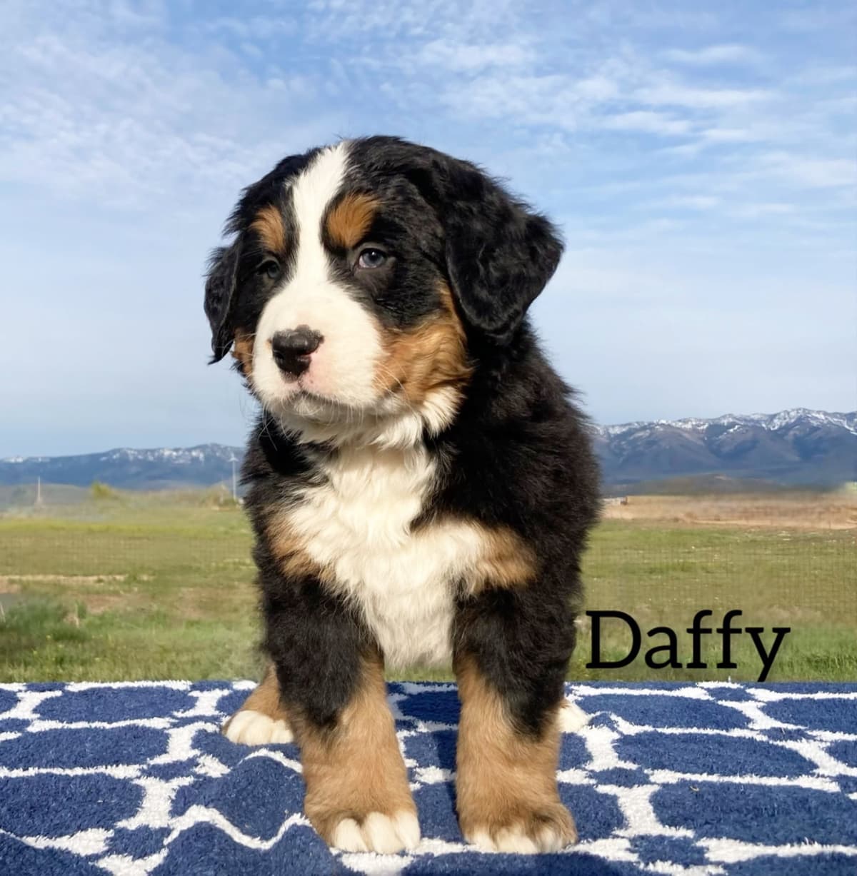 Bernese Mountain Dog Puppies breeder image 11
