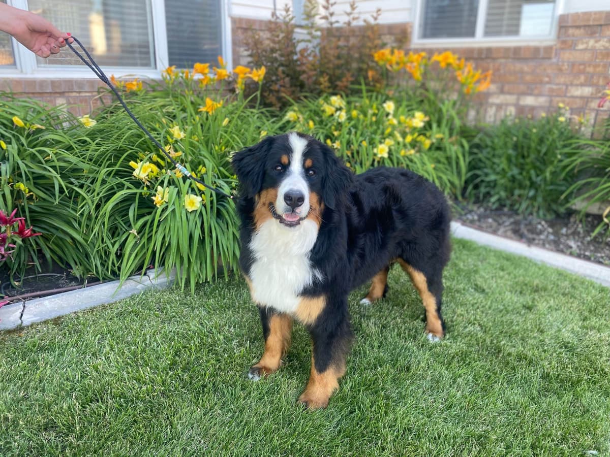 Bernese Mountain Dog Puppies breeder image 13