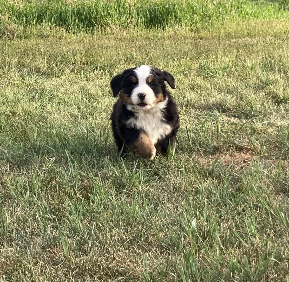 Bernese Mountain Dog Puppies breeder image 14