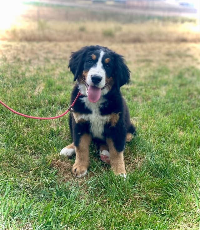 Bernese Mountain Dog Puppies media 2