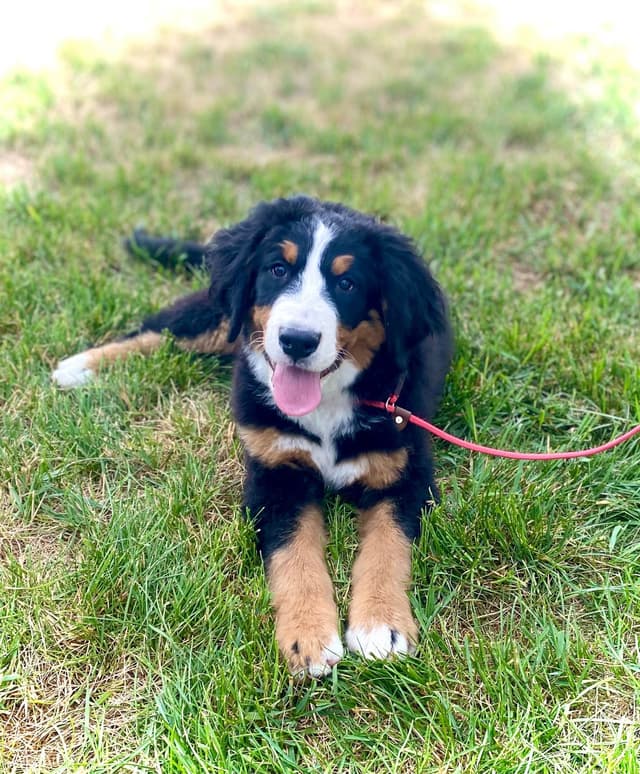 Bernese Mountain Dog Puppies media 3