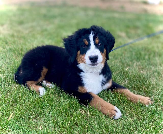 Bernese Mountain Dog Puppies media 4