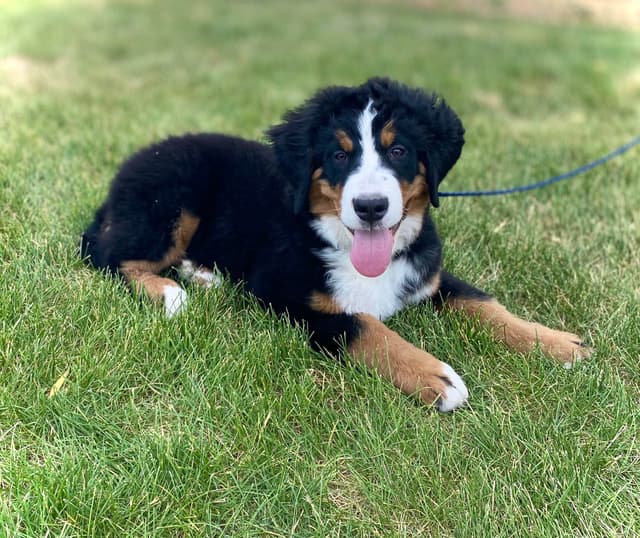 Bernese Mountain Dog Puppies media 6