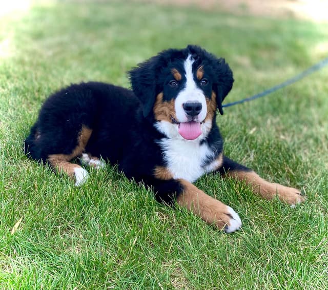 Bernese Mountain Dog Puppies media 7