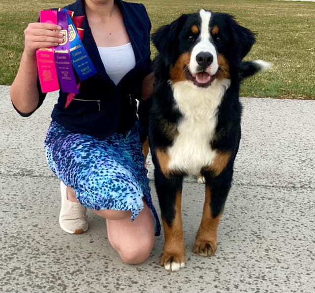 Bernese Mountain Dog Puppies media 8