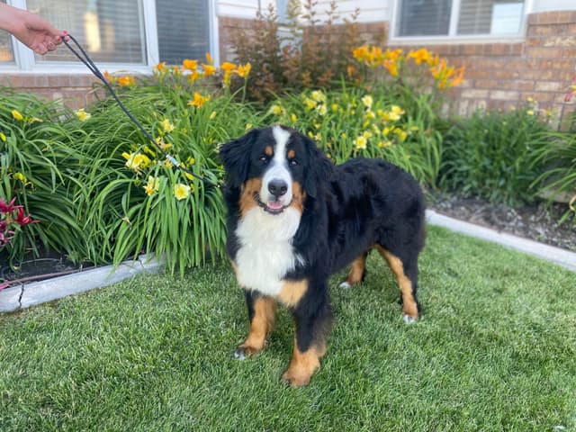 Bernese Mountain Dog Puppies media 9