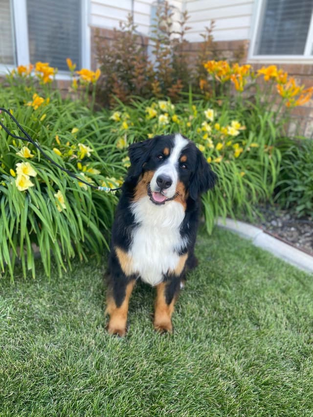Bernese Mountain Dog Puppies media 10