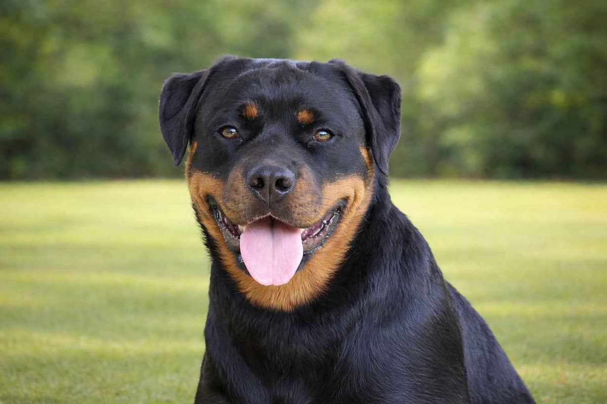 Rottweiler Puppies breeder image 6