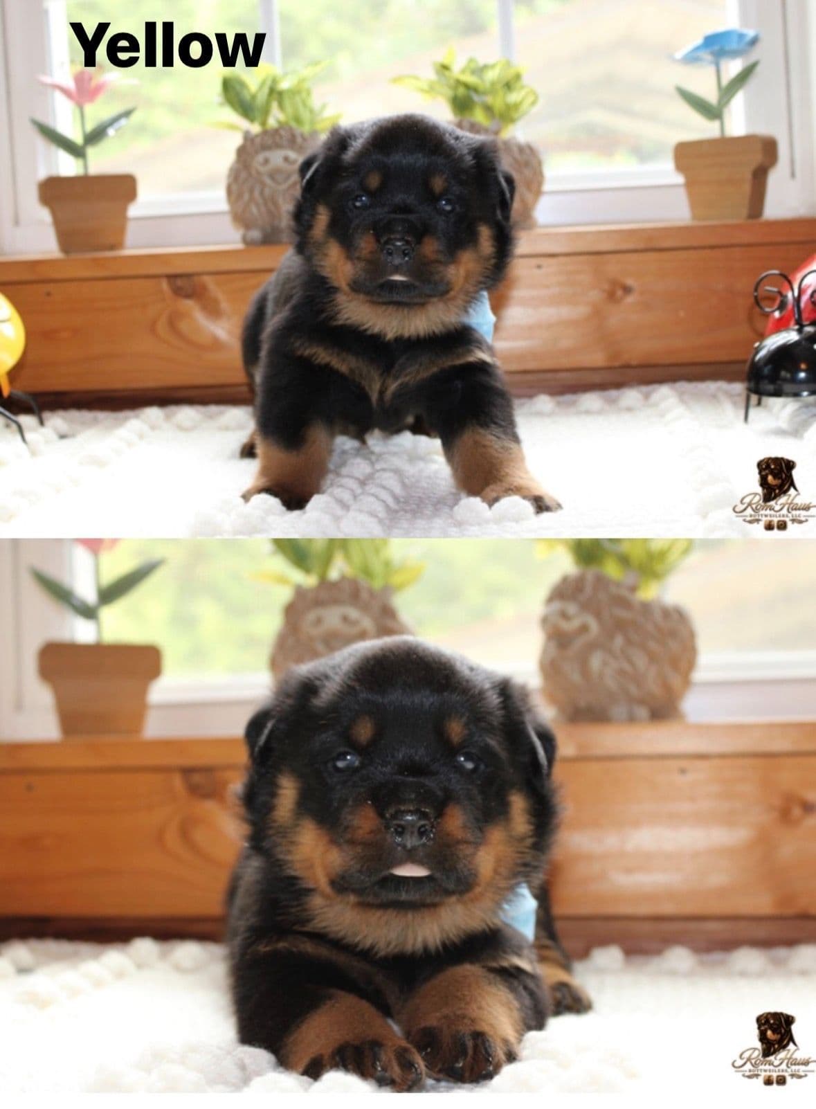 Rottweiler Puppies breeder image 9