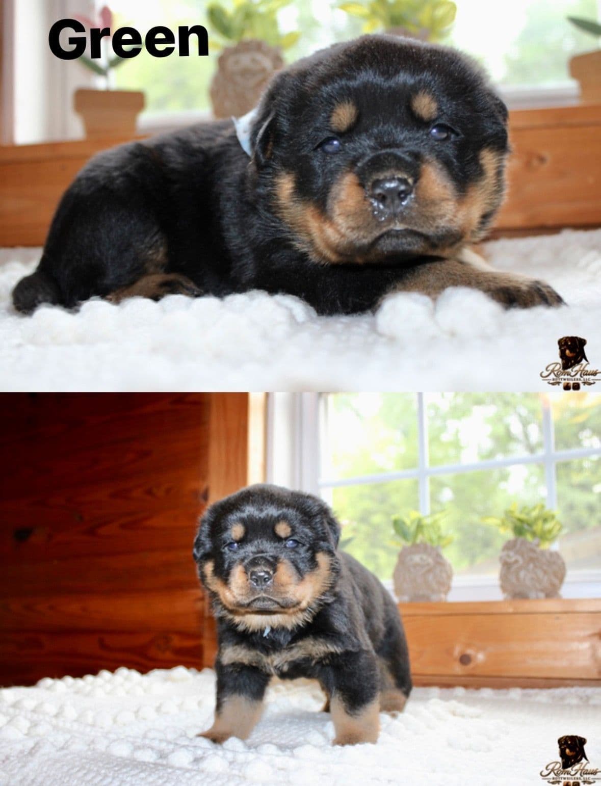 Rottweiler Puppies breeder image 10