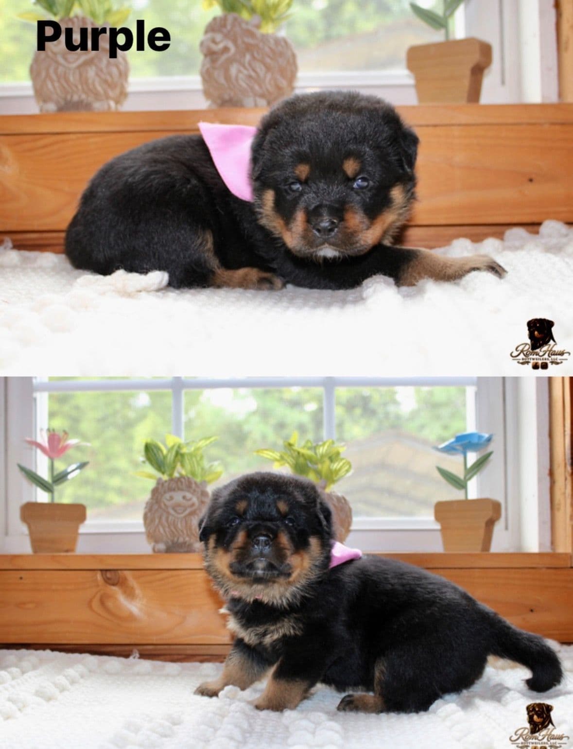 Rottweiler Puppies breeder image 2