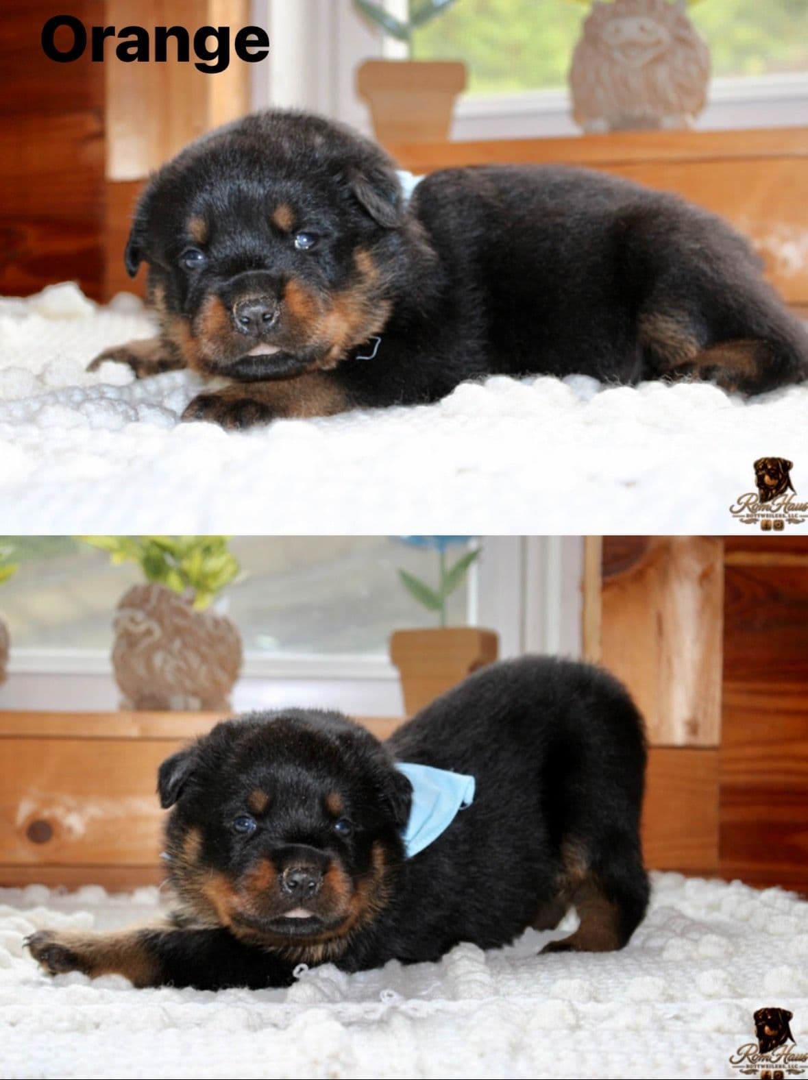 Rottweiler Puppies breeder image 12