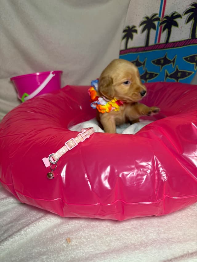 Golden Retriever Puppies media 10