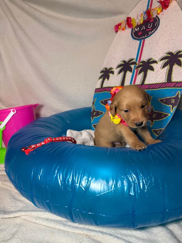 Golden Retriever Puppies media 12