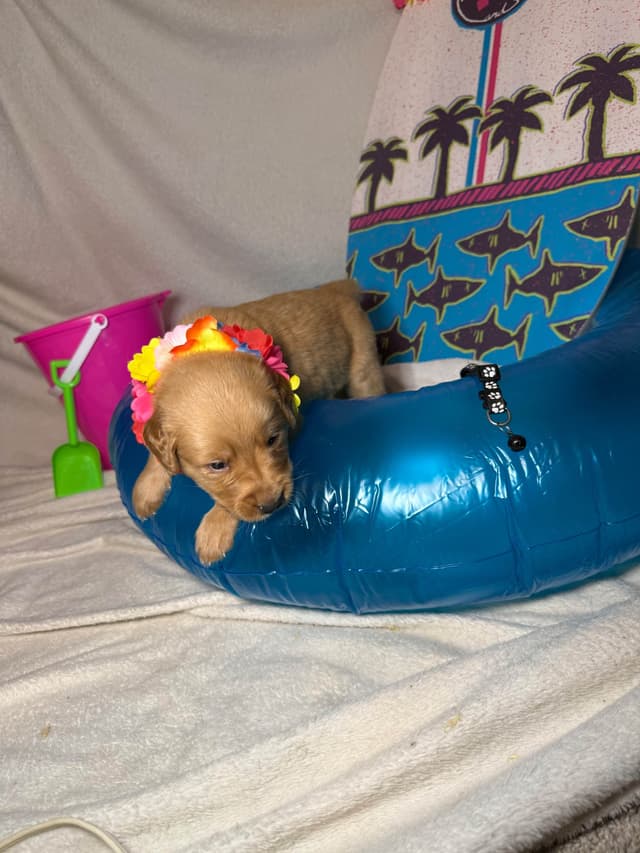Golden Retriever Puppies media 14