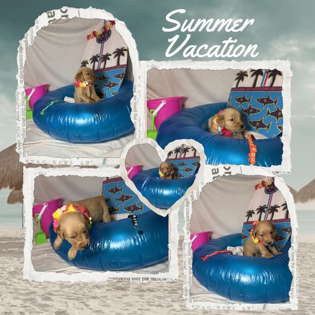 Golden Retriever Puppies media 8