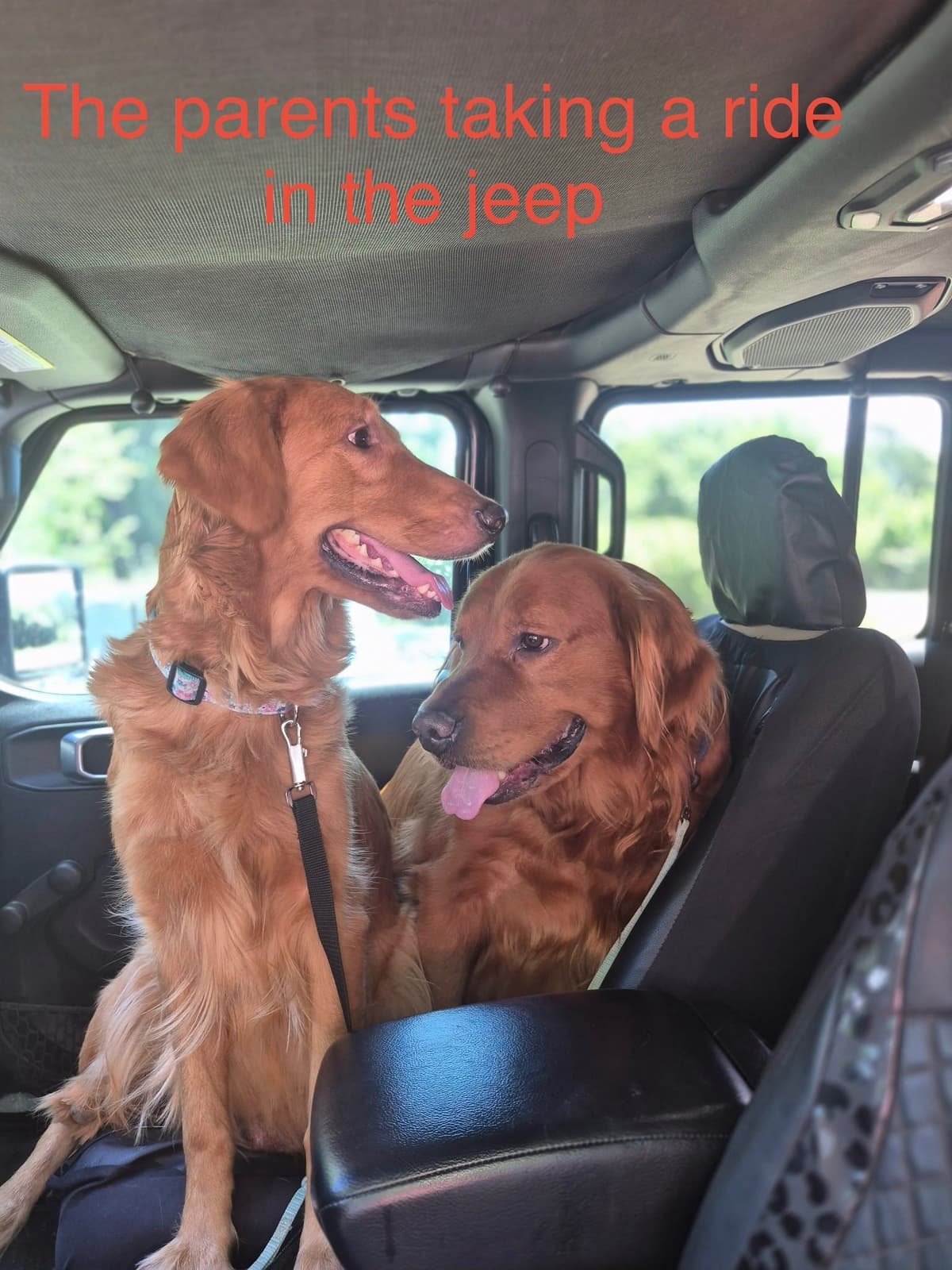 Golden Retriever Puppies breeder image 3