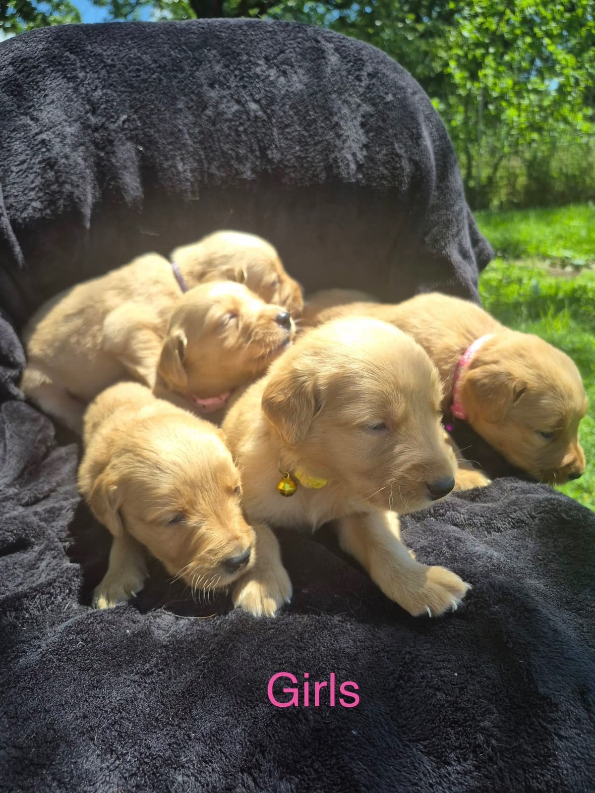 Golden Retriever Puppies breeder image 4