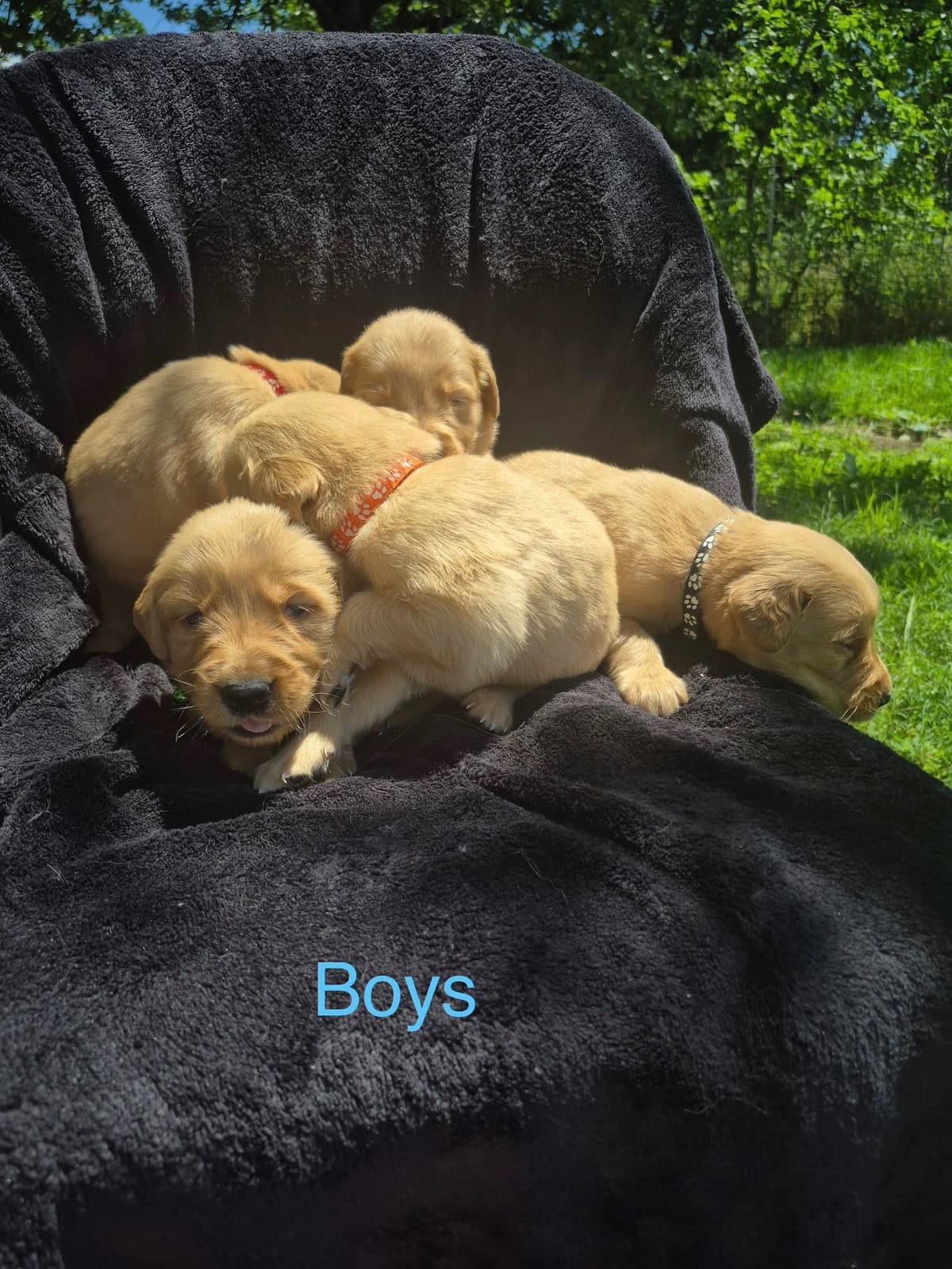 Golden Retriever Puppies breeder image 5