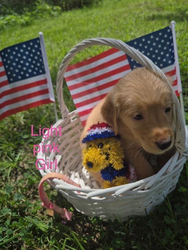 Golden Retriever Puppies media 4